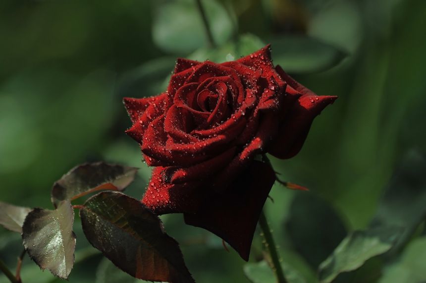 鲜花,玫瑰,勃艮第