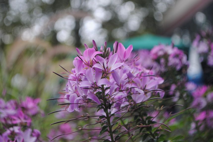 花,紫色,花園