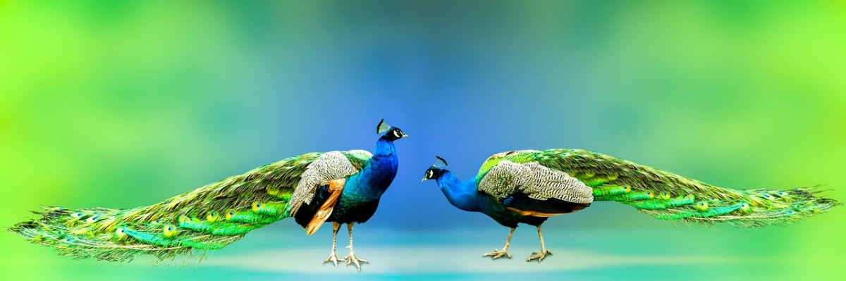 动物世界、孔雀、鸟免费图片