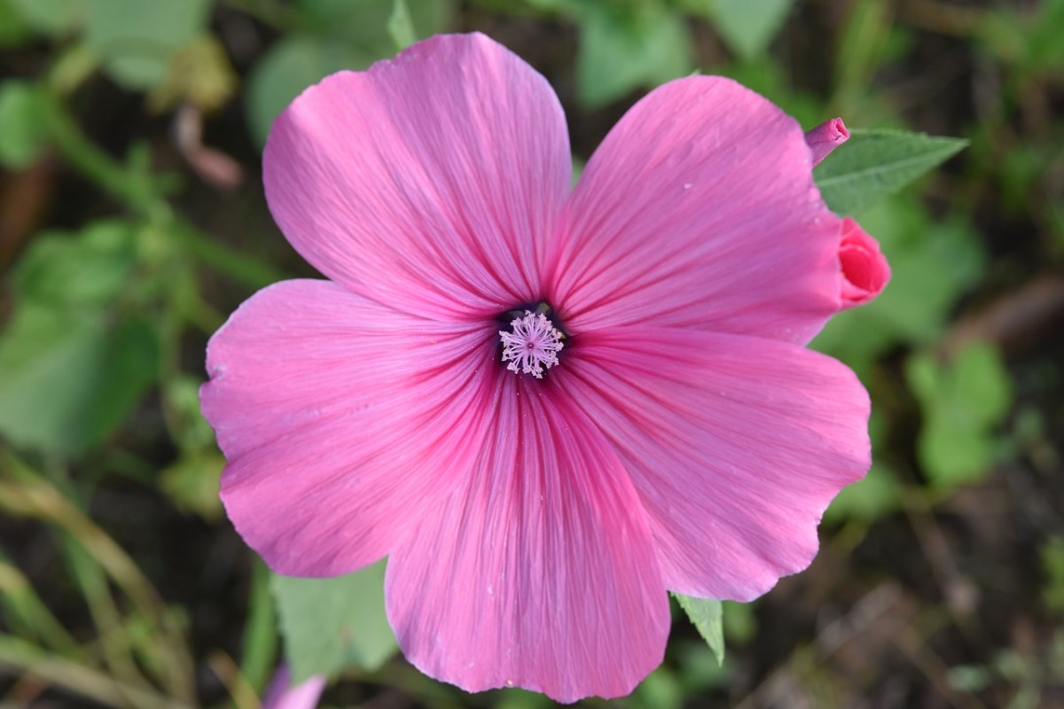 花,花雄蕊,木槿的粉红色