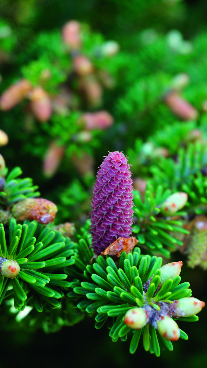 松球果,针,性质 - 免费可商用图片 - cc0.cn