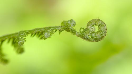 春天的蕨类植物嫩芽图片