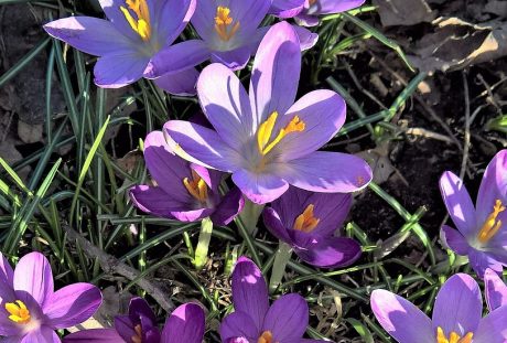 藏红花、春天的花朵、紫色的花