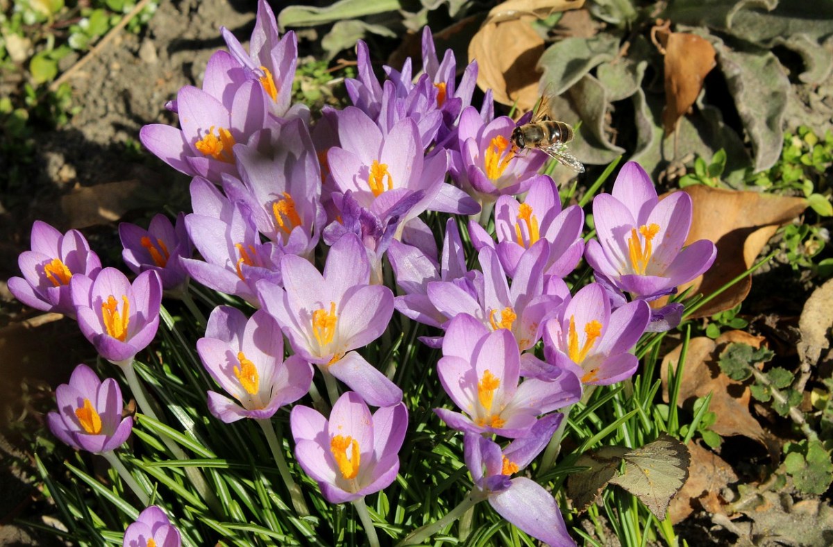 Krokus、番红花、春暖花开免费图片