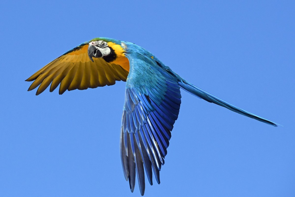 鹦鹉、蓝金刚鹦鹉、飞免费图片