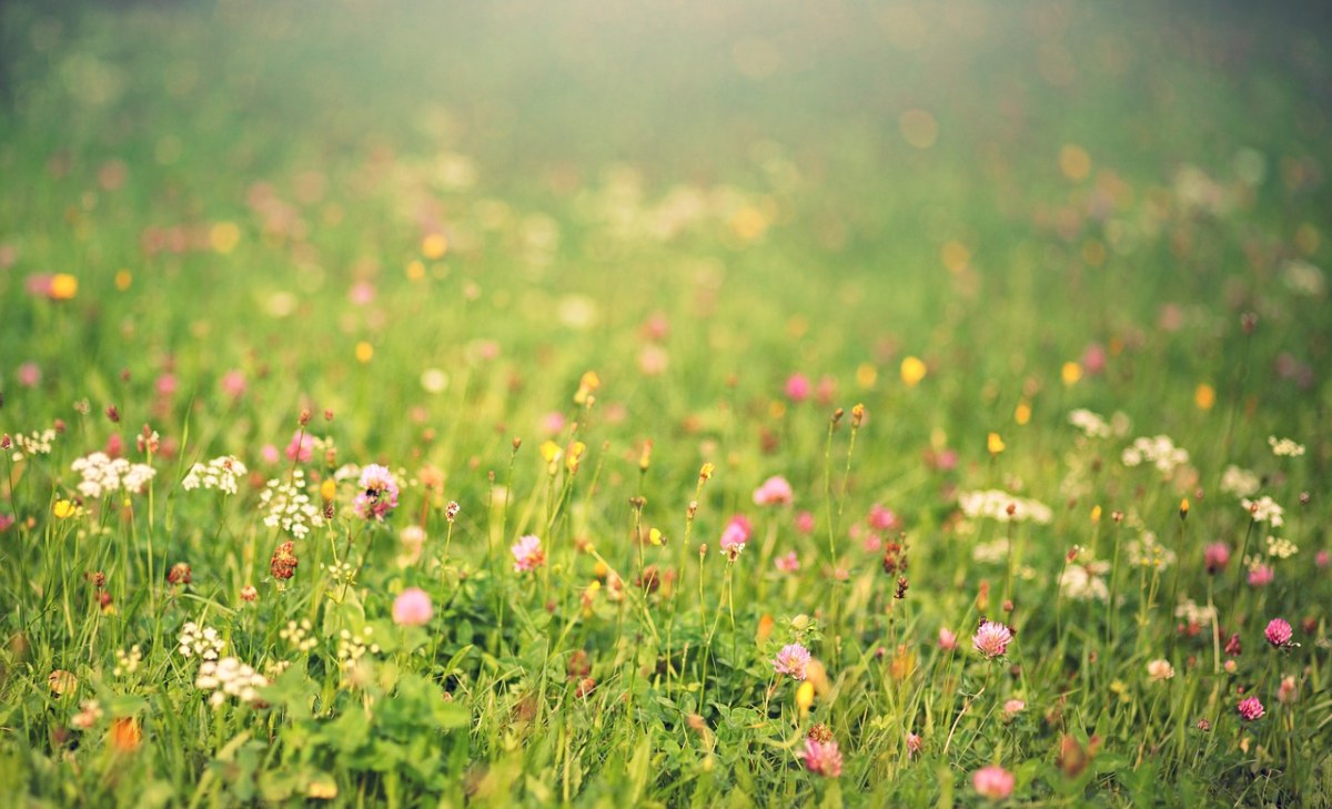 春天的草地上的野花背景图片免费图片
