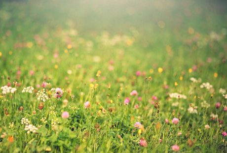 春天的草地上的野花背景图片