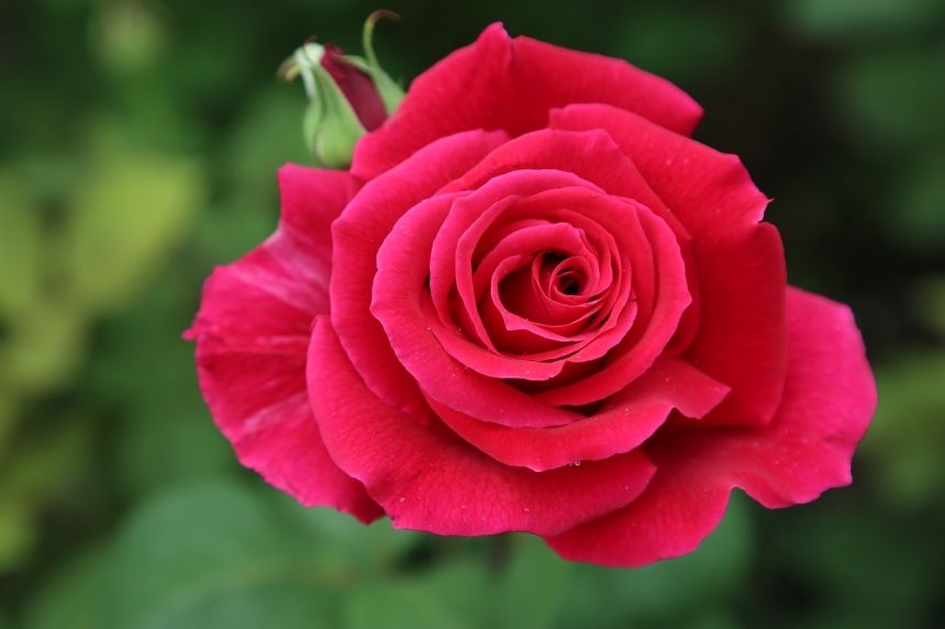 格拉斯五月玫瑰图片图片