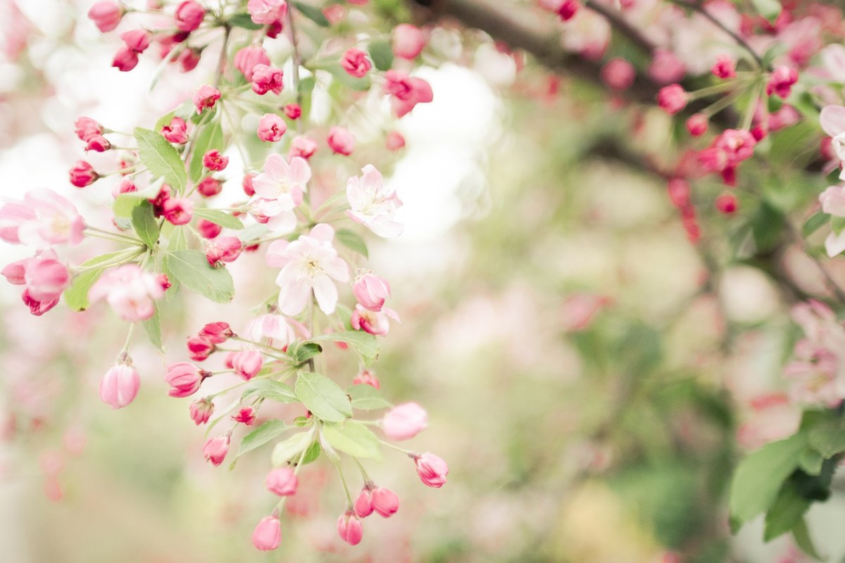 春天盛开的花背景图片免费图片