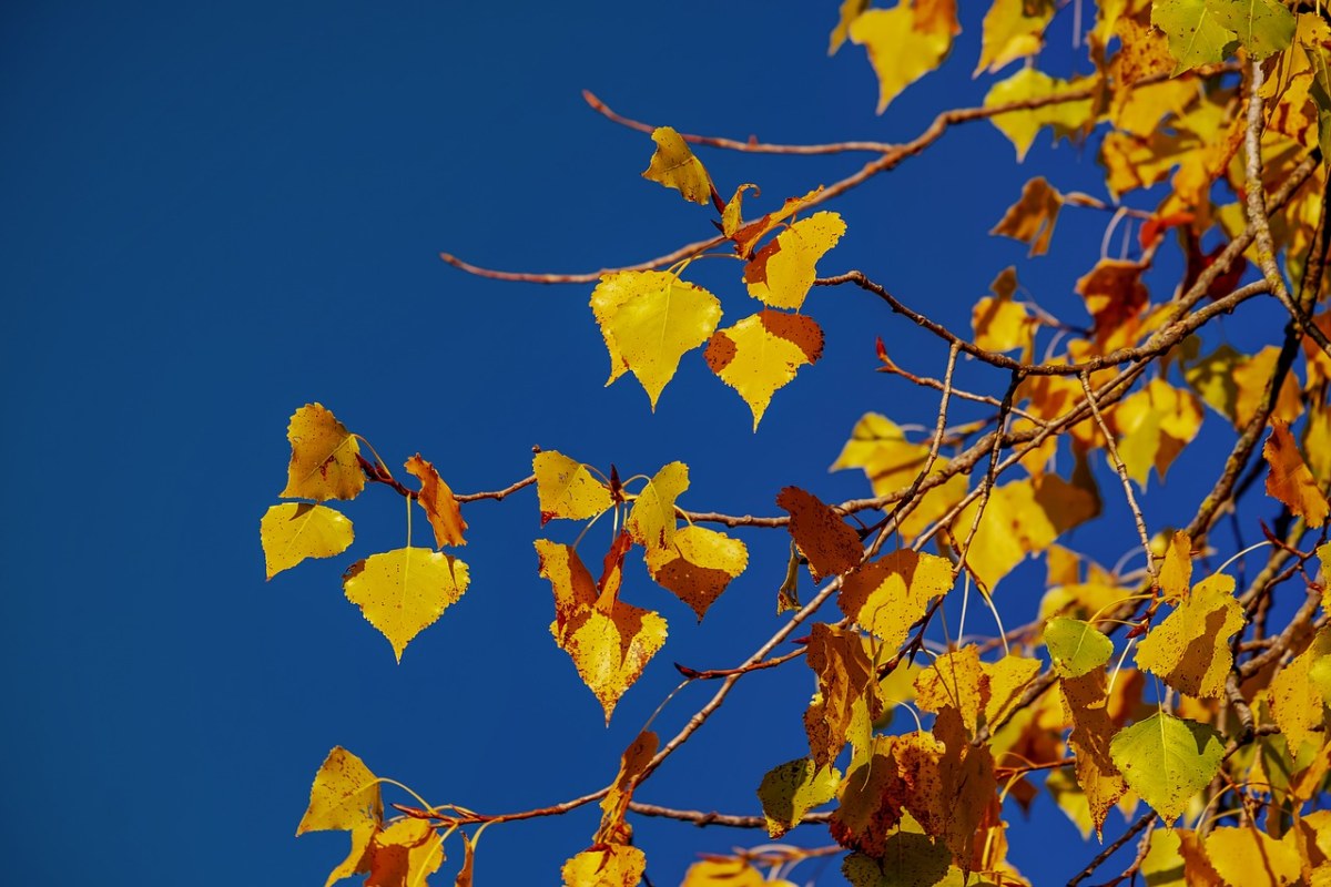Lipovina、秋季、金秋十月免费图片