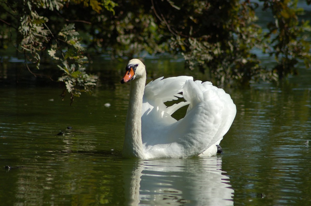 白天鹅,天鹅,羽毛