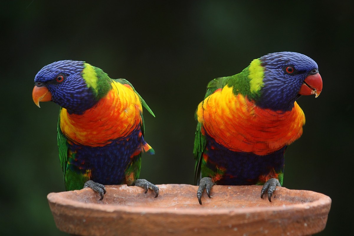 彩虹澳洲鹦鹉、鹦鹉、澳大利亚免费图片
