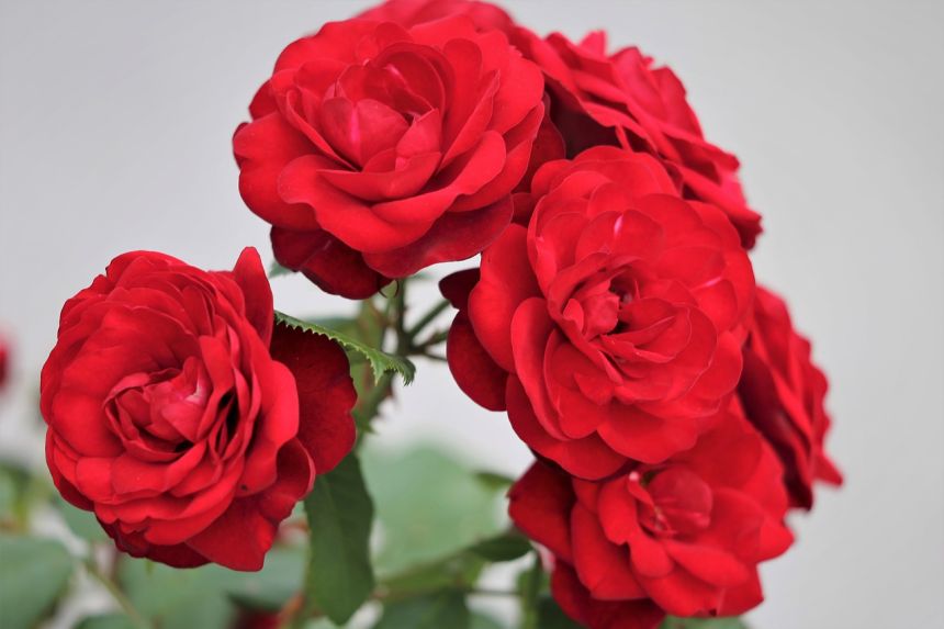 红玫瑰,花,植物