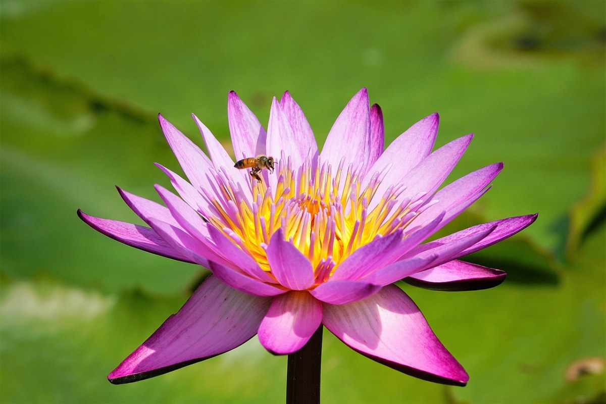 莲花、夏免费图片