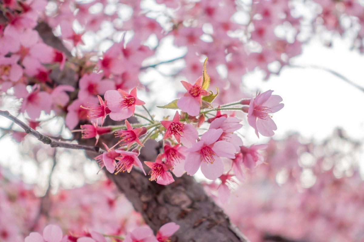 春天盛开的粉红色花朵免费图片