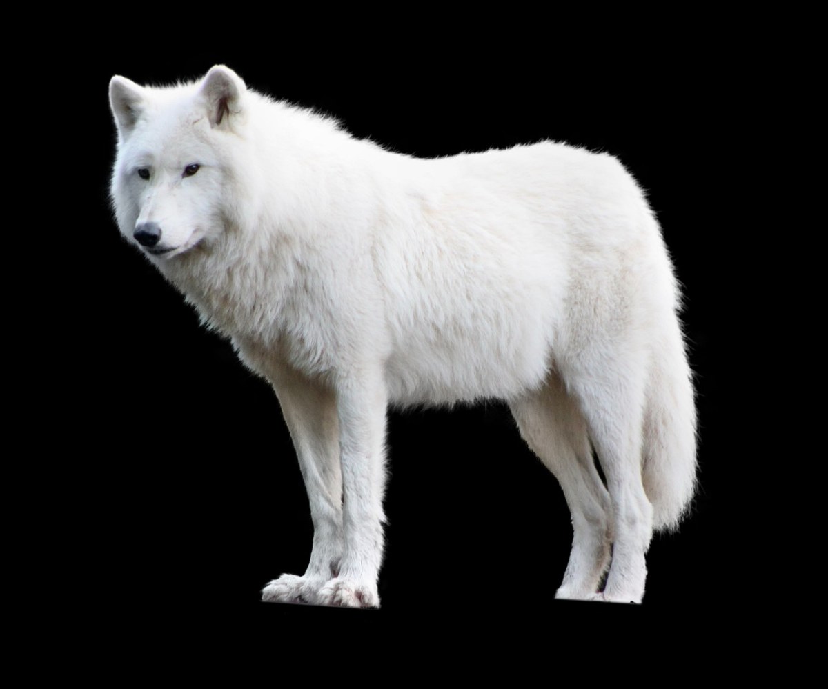 壁纸 : 狼, Okami, 狗像哺乳动物 1920x1080 - paintfrussianblue - 162023 - 电脑桌面壁纸 - WallHere 壁纸库