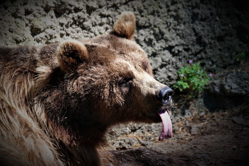 马熊,舌,捕食