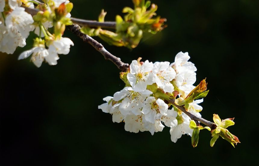 櫻花開花春天