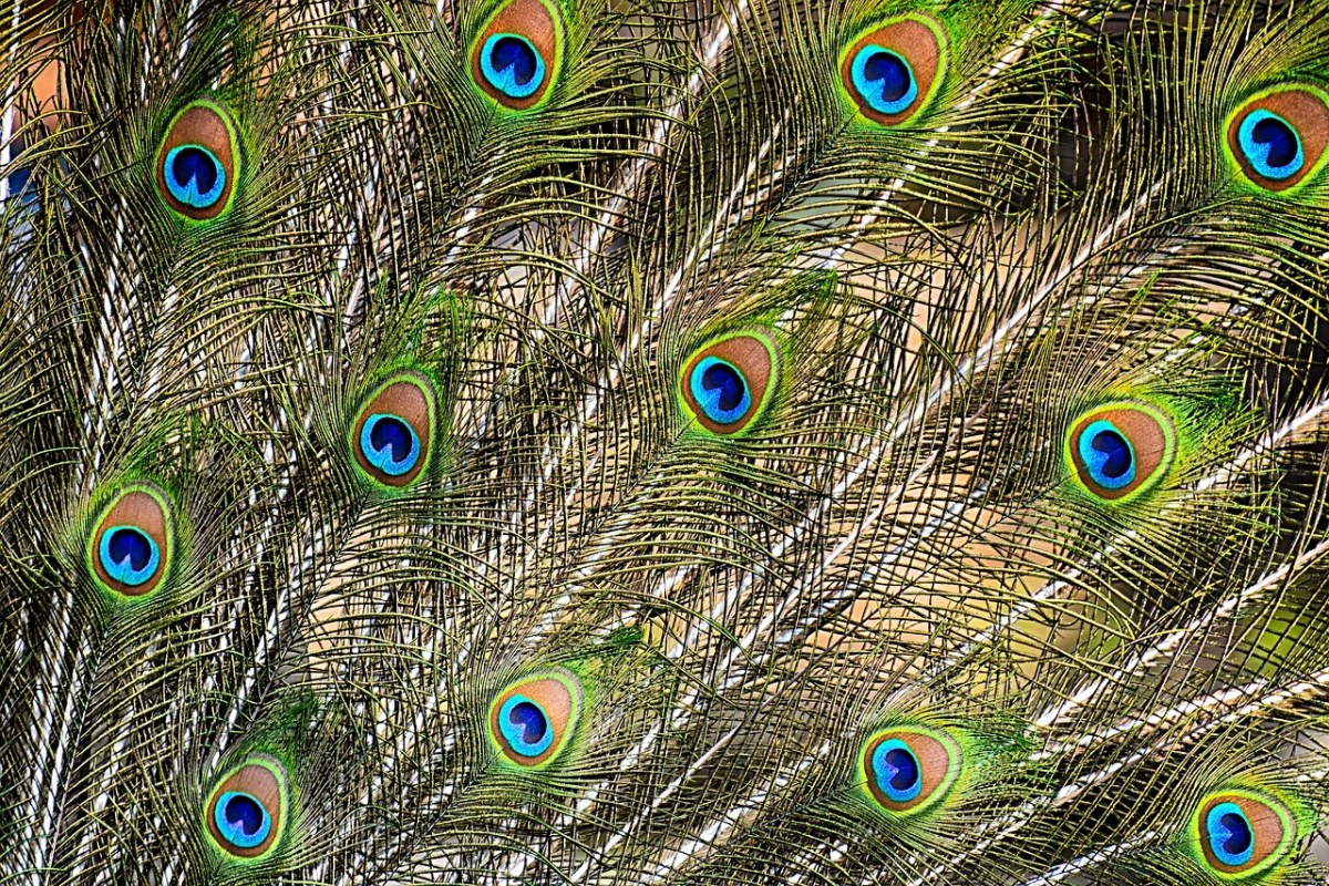 孔雀羽毛、颜色、羽毛免费图片