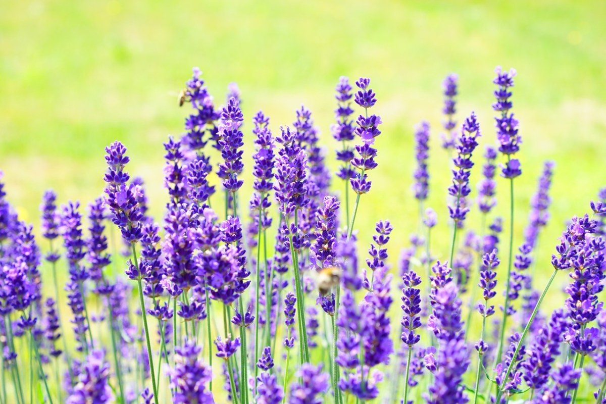 熏衣草、鲜花、紫免费图片