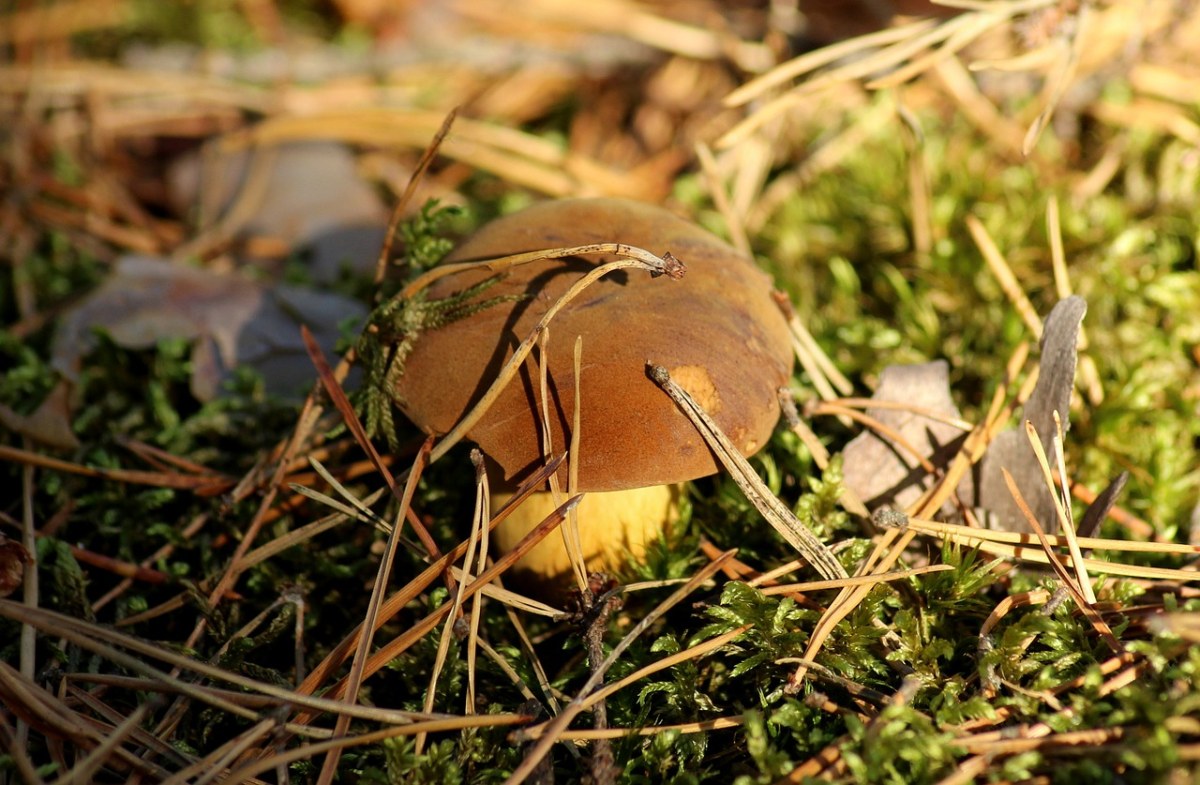 蘑菇、森林、秋免费图片