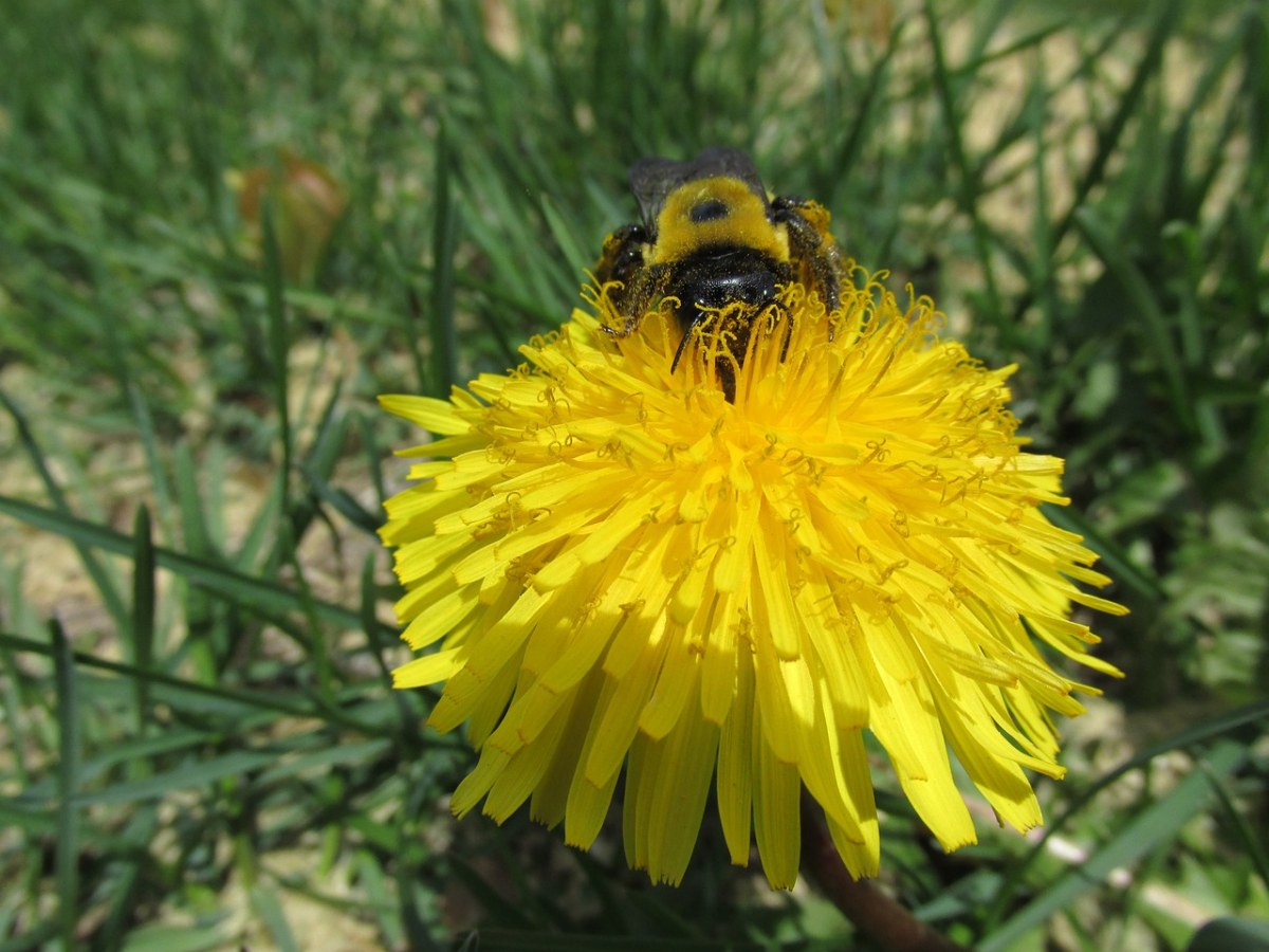 蜜蜂、蒲公英、自然免费图片