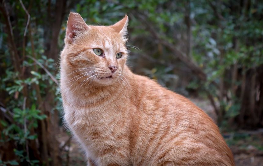 国内的猫,动物,宠物