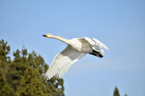 动物、天空、森林