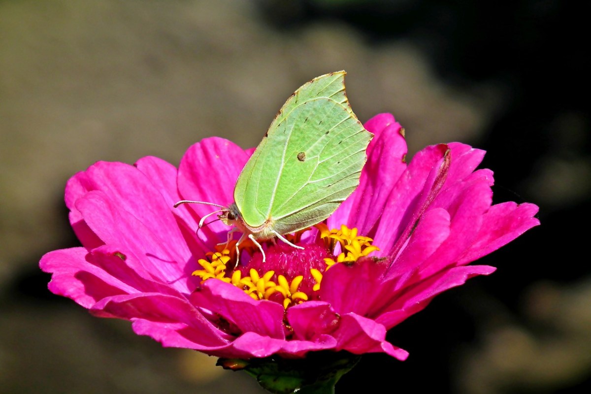 蝴蝶、昆虫、花免费图片