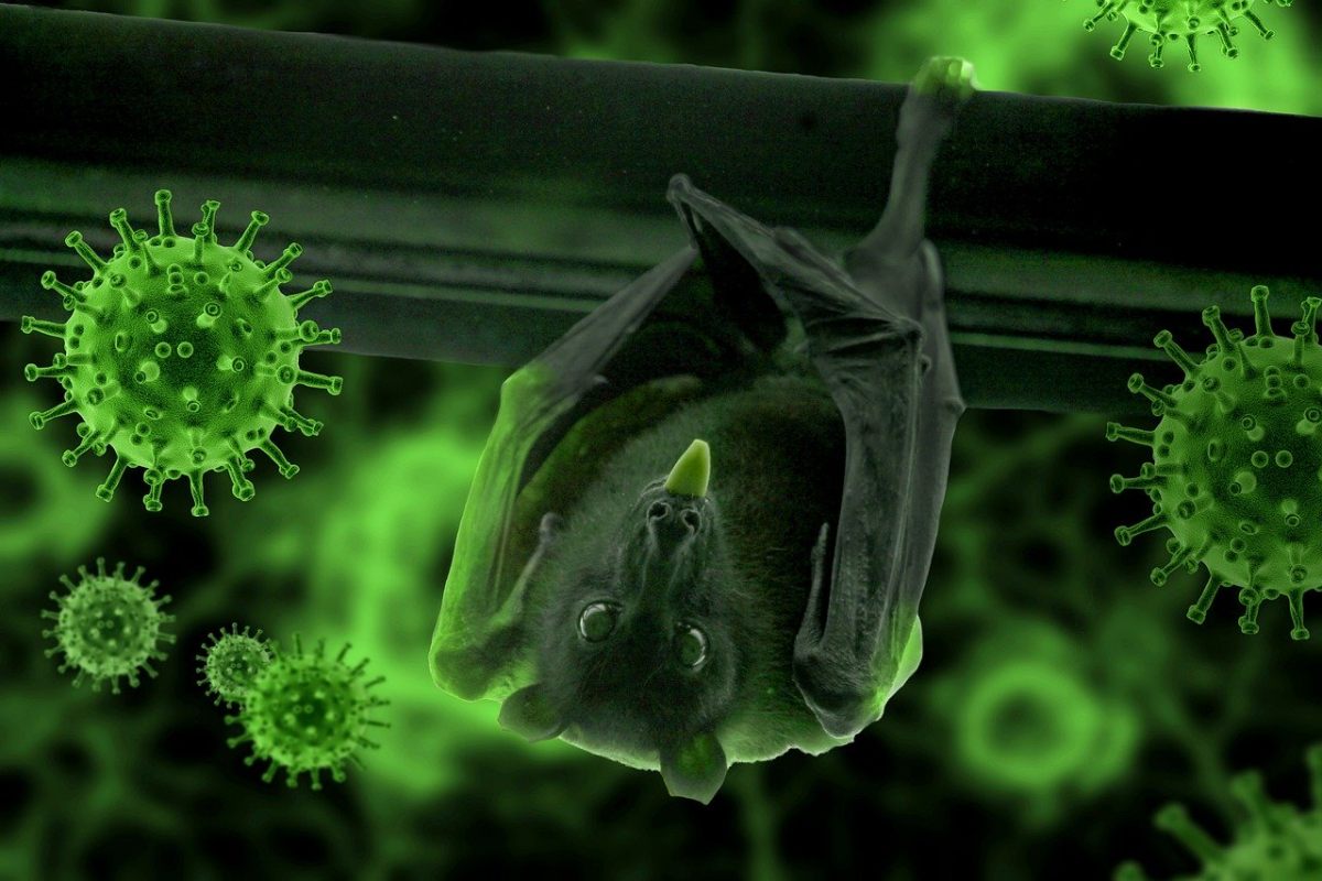 蝙蝠与Covid-19冠状病毒免费图片