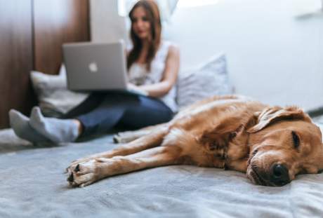 睡觉的狗狗与坐在床上使用笔记本电脑的女性
