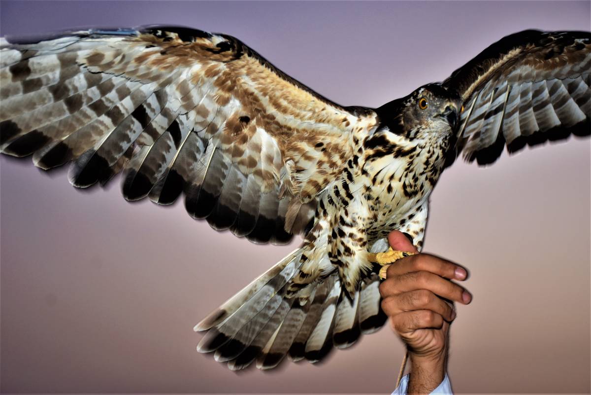 鹰的图片 4496×3000免费图片
