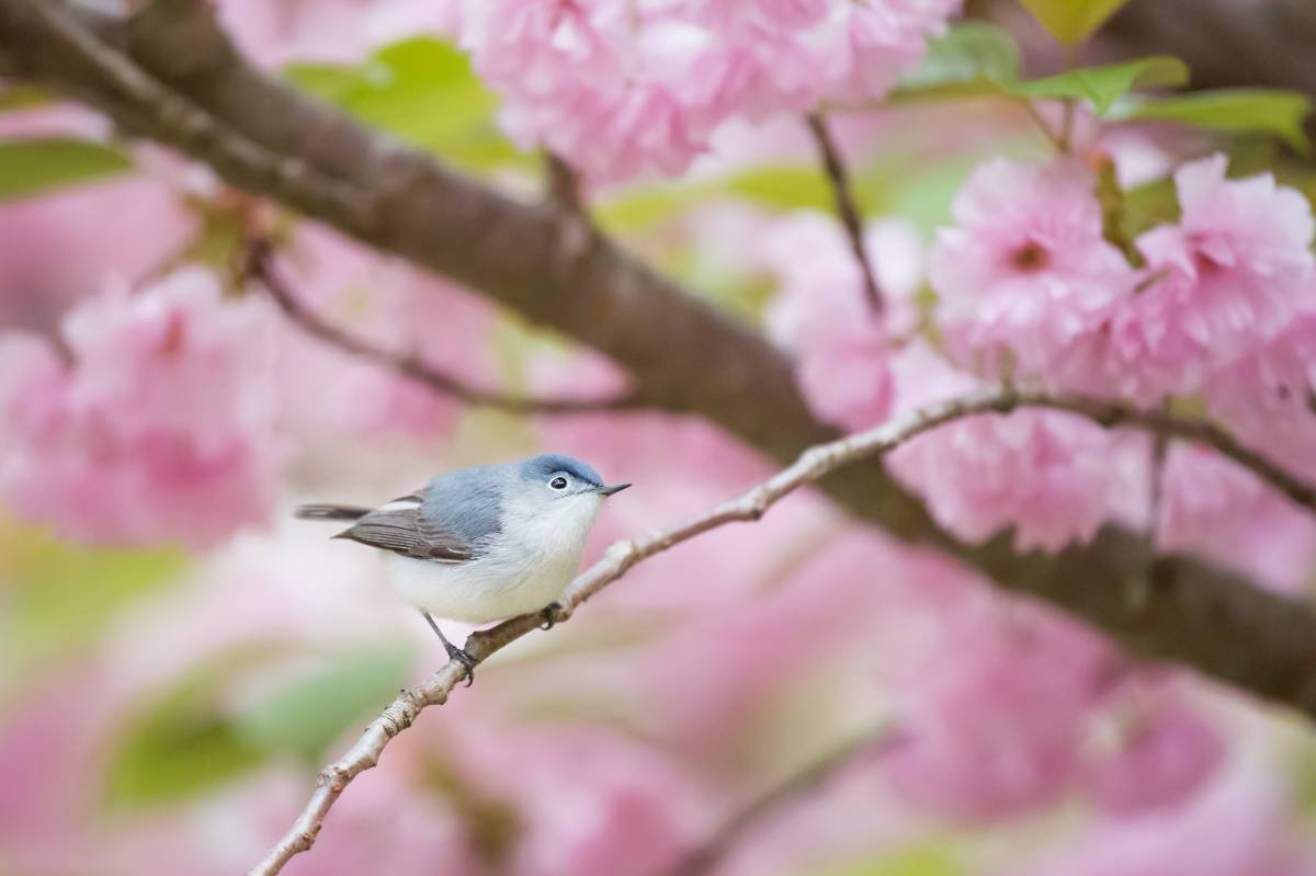 樱花树枝上的小鸟免费图片