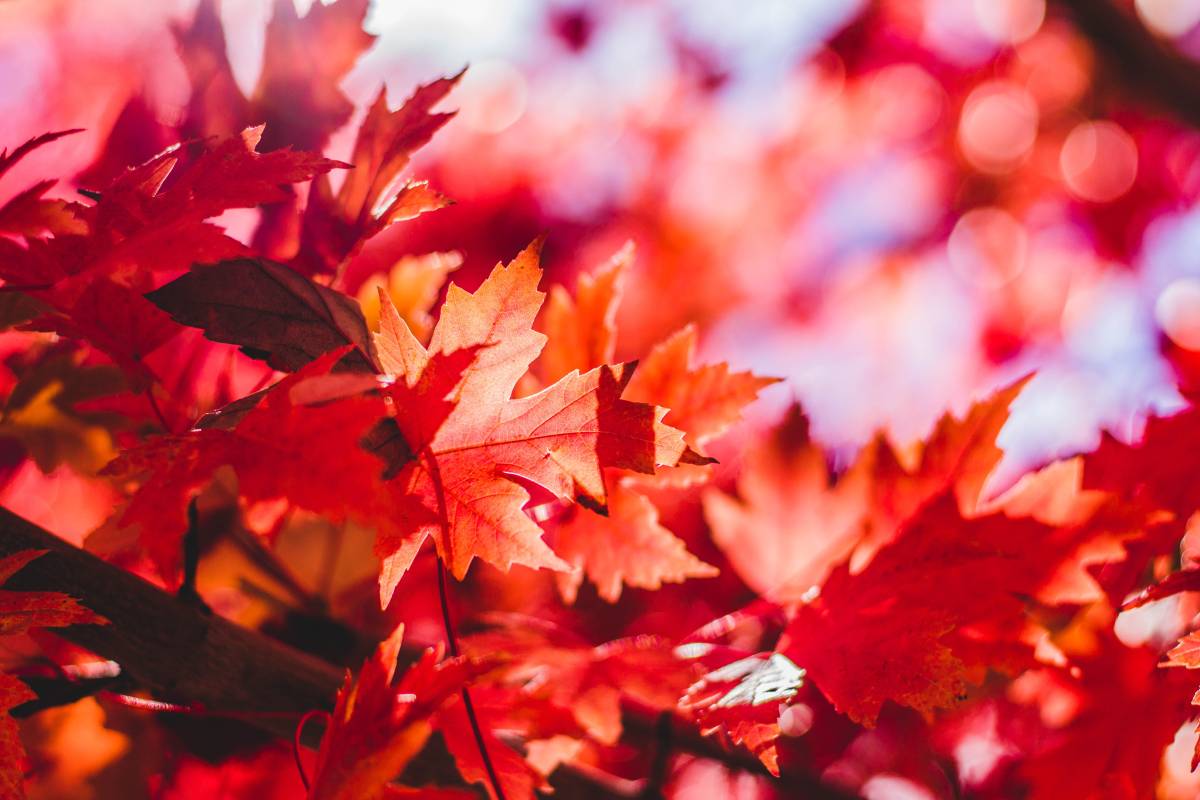秋天火红的枫叶图片免费图片