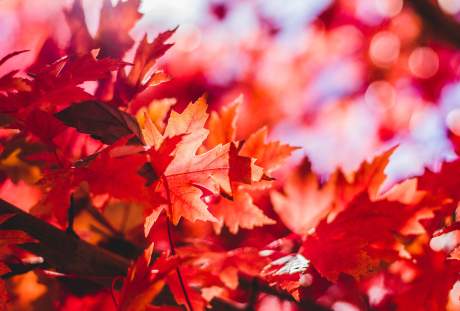 秋天火红的枫叶图片