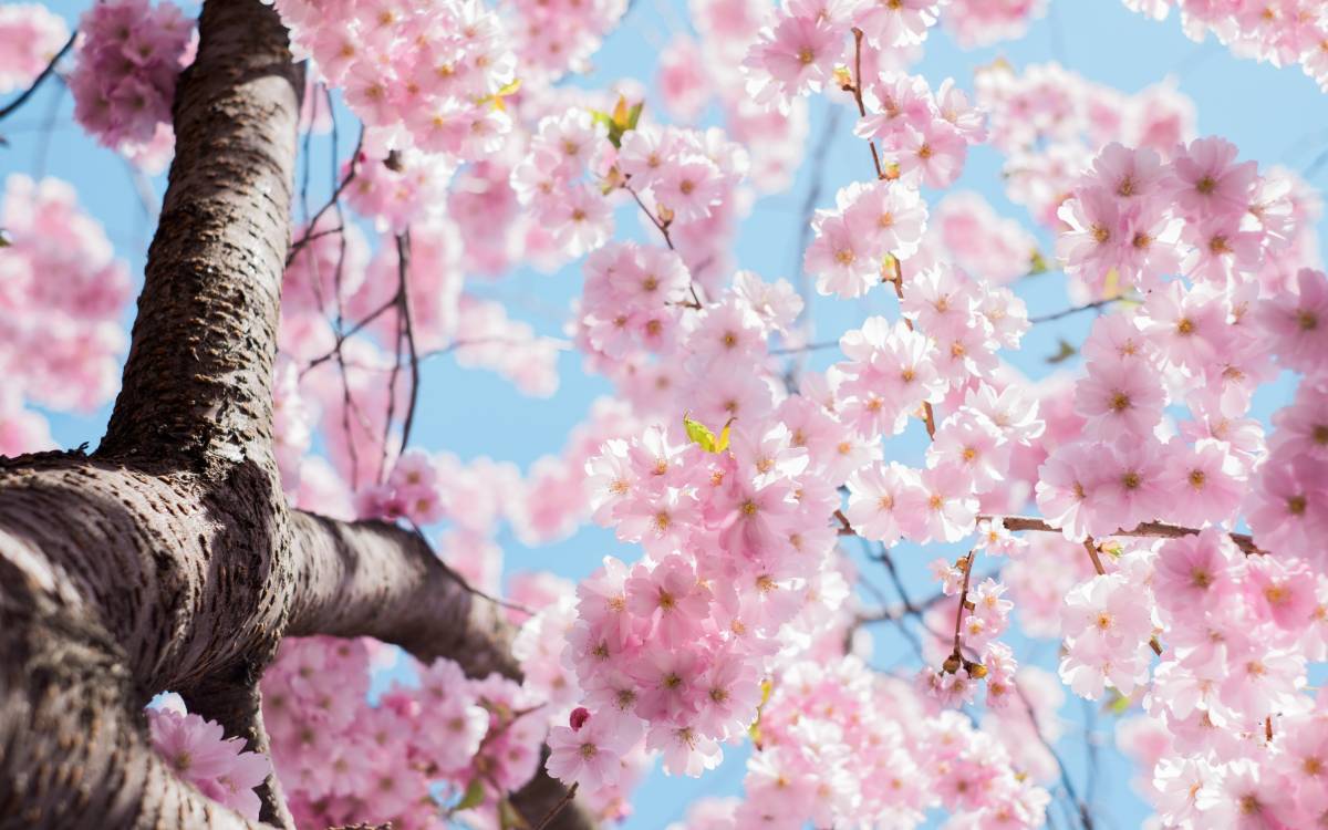 春天的樱花树图片免费图片