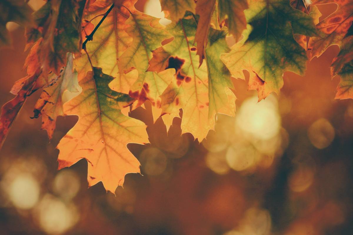 秋天的枫叶背景图片免费图片